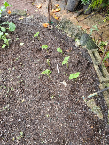 contender bush beans sprouting