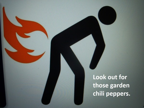 GardenPeppers.jpg