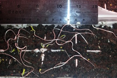 Long tomato seedlings; 10 cm long