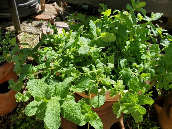 apple mint. Harvested two weeks ago. Needs another haircut