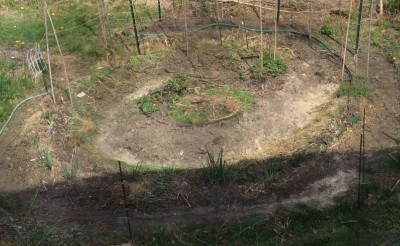 Spiral Garden - garlic, onions, peas, and corn so far