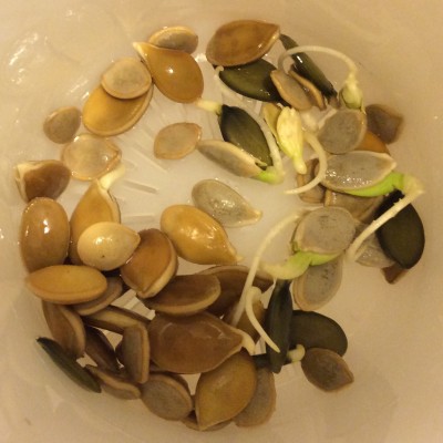 Overgrown germinated squash seeds