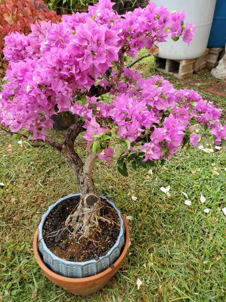 Barbara Karst bougainvillea bonsai (in training)