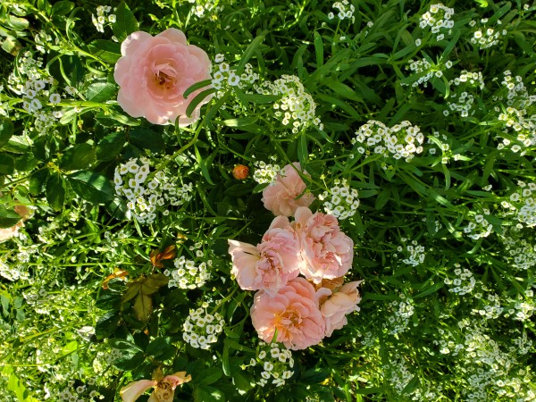 miniature roses surrounded by alyssum