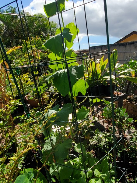 cucumber growing on stacked tomato cages.