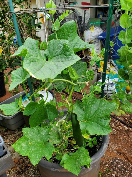 conventional pot with snow peas and cucumber. The soil in this container is very wet.