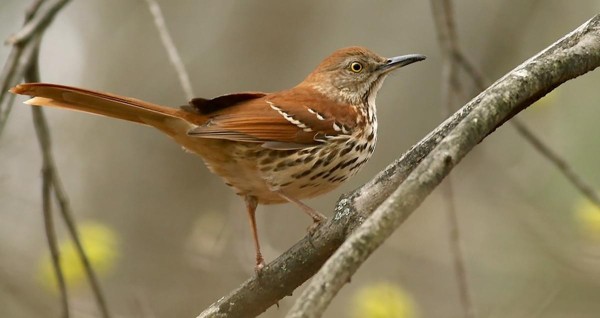 BrownThrasher.jpg