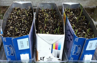 Sprouting corn
