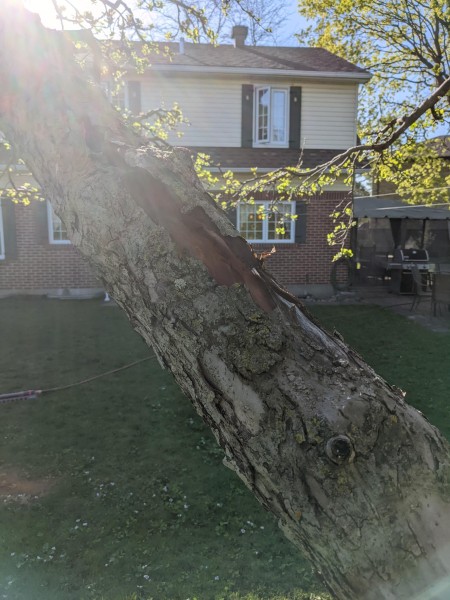 Lifting bark on an (otherwise) healthy branch.