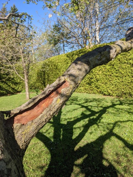Lifting bark on a dead branch.