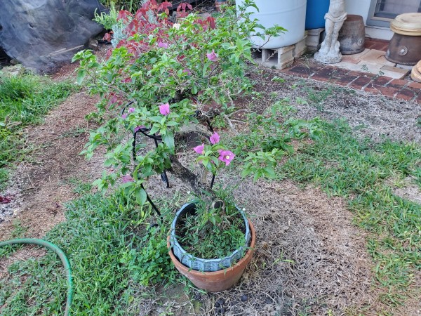 Bougainvillea had some tip die back.  It was not transplant shock.  I root trimmed and put it in a smaller pot.  I had not watered it regularly because of the rain and there are a lot of weeds in the pot from the rain.  It got too dry.  I do have to water this daily.  Getting the weeds out are a bigger problem. These are aggressive weeds.