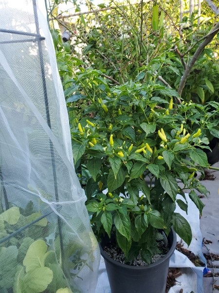 Hawaiian chili.  The peppers will turn red when fully ripe.  It is very hot. 50,000-80,000 SHU.<br /> I will have to cover this eventually or the birds will eat all of the peppers.
