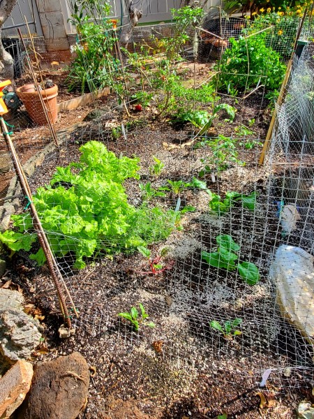 6/3/22. Replanted main garden with leftover starts. Seeds of Tokyo Bekana are sprouting.  Planted Princess YumYum tomato, Valentine tomato, Swiss chard, Perpetual spinach, komatsuna, semposai, Dwarf Vates kale,  I also planted a papaya in a quarter of the garden you can't see. This picture was taken on 6/11/22.