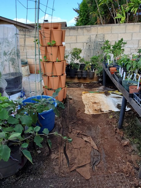 Replanted the tower with Big Kahuna bush beans and swiss chard. Planted organic pot with cucumber and swiss chard