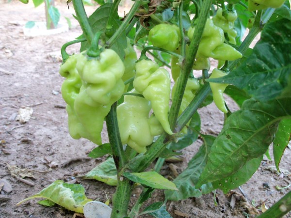 100_4893.JPG