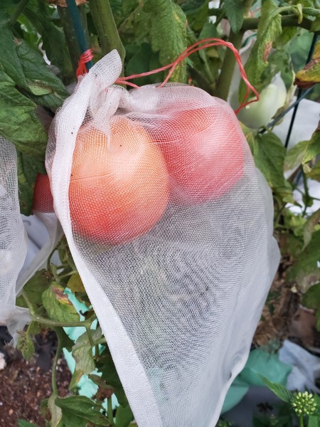 Sun King is TYLCV resistant, so only the fruit are bagged.  The birds have not gone after this, however, they are going after kale and there are sweeter tomatoes nearby.