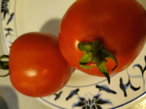 two tomatoes I picked today  weighed 292 g. The tomatoes have a pointy blossom end.