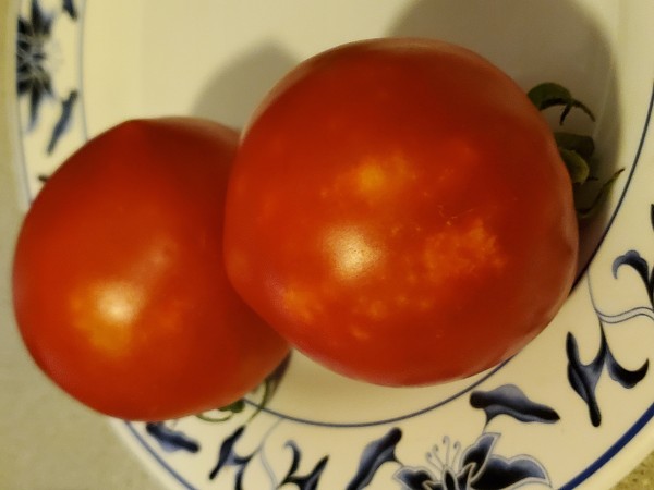 uneven ripening