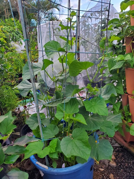 Organic cucumber #1 planted with Summer Dance cucumber