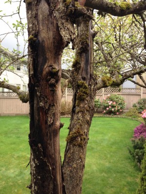 Bared tree trunk and mosses