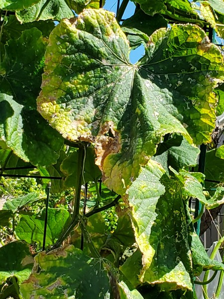 Marginal chlorosis of older leaves with prominent green veins.  Magnesium deficiency most likely caused by excess potassium