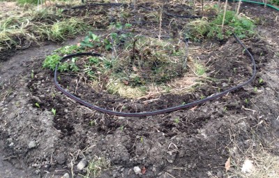 Inner spiral after planting the corn seedlings