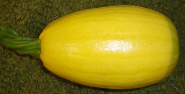 mystery_squash.jpg