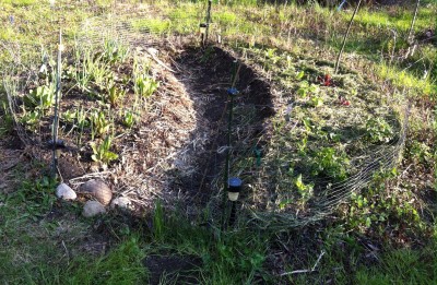 &quot;Sunflower &amp; House&quot; planted with greens this spring