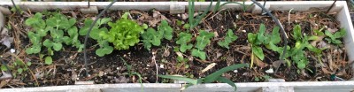 Little Marvel peas, Tyee hybrid spinach, summer Bibb (I think) lettuce, Egyptian Walking onions