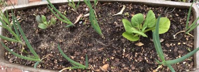 Egyptian Walking onions, Pak and Red Choi