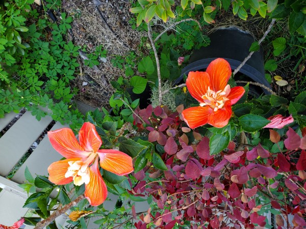 Princess Michiko hybrid hibiscus<br />heart shaped leaves