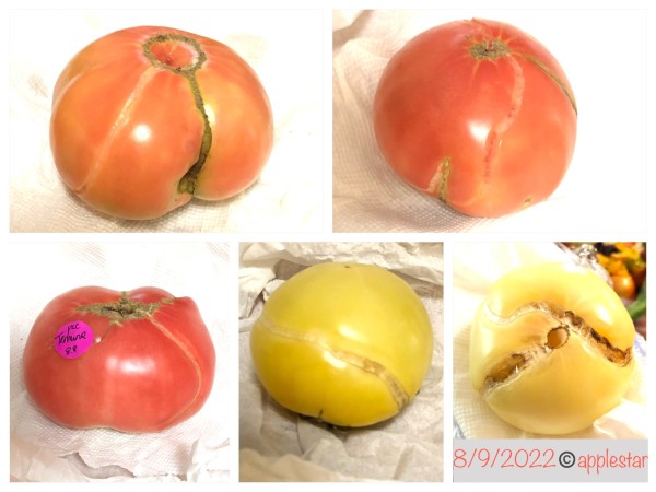 Tomatoes that have split