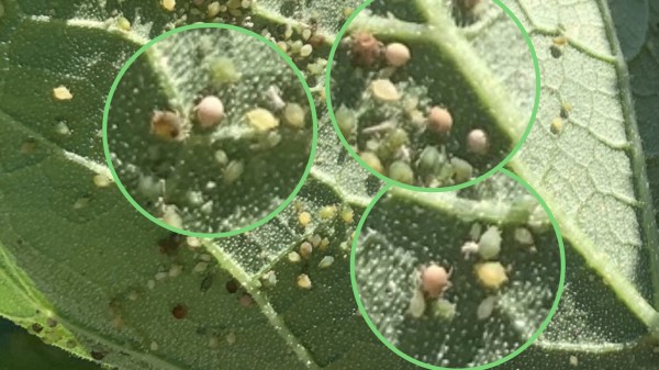 Aphids parasitized by Aphid Mummy Maker wasp