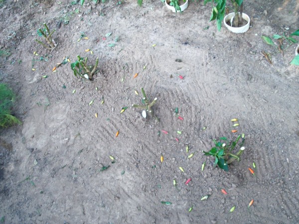 100_5531.JPG