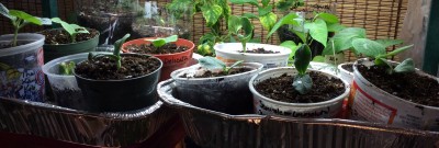 Note the soil level raised in the orange pot and most of the others compared to earlier photo. Watermelon seedlings are in the three cut off soda bottle containers in the back