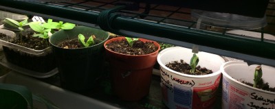 Some more squash seedlings. Square berry container on the left is zinnias seedlings.