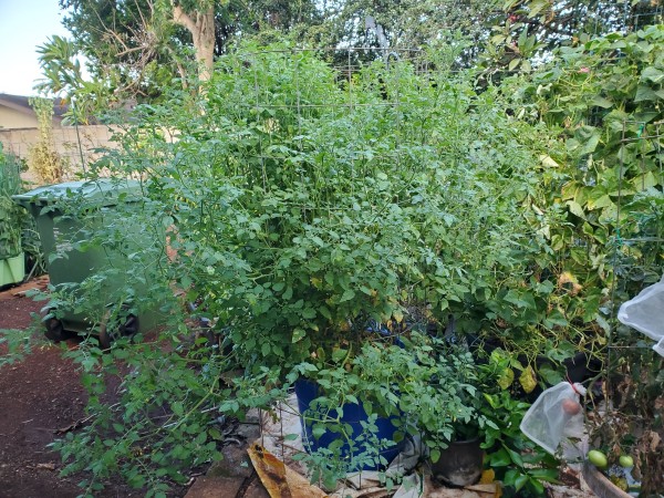 CRW trellis cage. Indeterminate tomato.  Trellis is about 5 ft tall tomato goes over the top and hangs down. Total length of vine about 8 ft. Unpruned. Red Currant