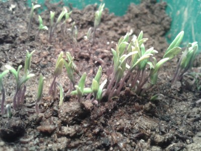 seedlings.jpg