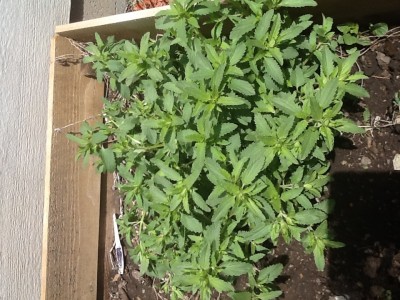 Flower or weed?