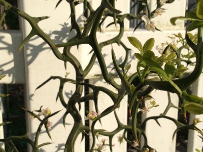 Close up of the wicked thorns