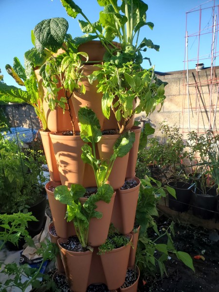 replanted 5 tier tower with ruby chard, red kale, It parsley, and maxibel beans.