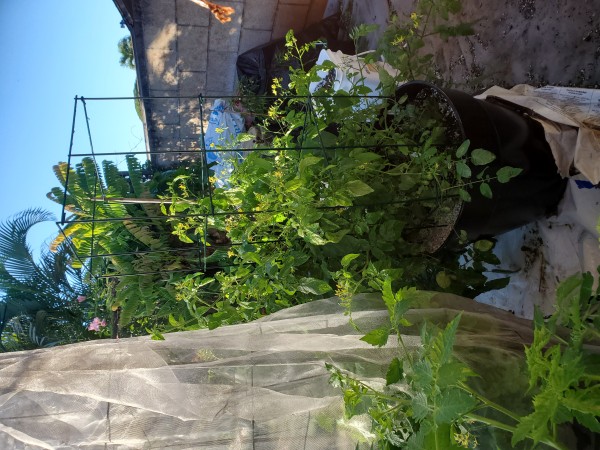 valentine tomato has flowers.. Underplanted with pak choy.  daikon in other container overwhelmed the new big dwarf tomato.  I will have to replant