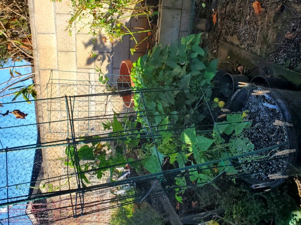 Poamoho beans and okinawan sweet potato