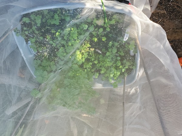 cilantro, container covered with tree bag