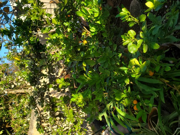 calamondin and ohia lehua