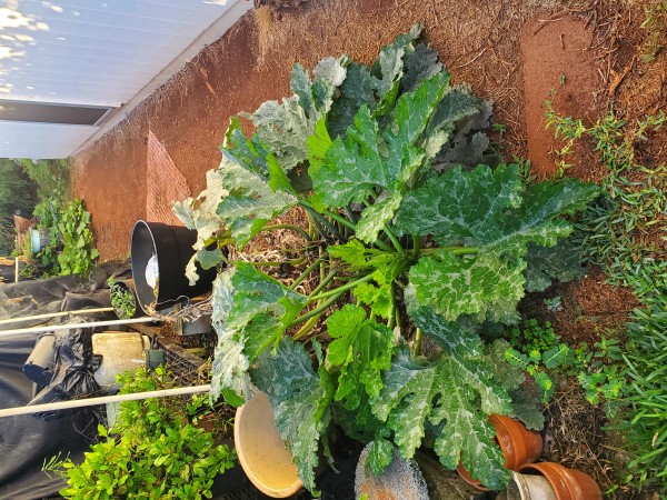 Dunja zucchini planted in May is still growing.  It is about 10 ft from the pot now. It produces more zucchini now that the weather is getting cooler.