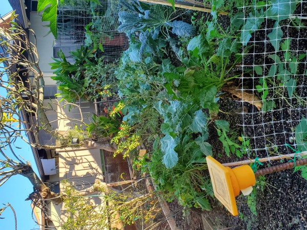 Main garden 7 De Cicco broccoli, thai pepper, perpetual spinach or chard, contender beans, lacinato kale, and cutting celery.