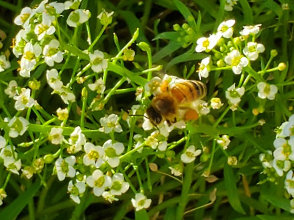 alyssum is the mainstay of my pollen and nectar garden.  Some people have told me that alyssum is not a bee plant, but the bees regularly visit my alyssum. Especially after I cut back the basil.  Alyssum attracts hover flies and other beneficial insects. Bees cannot reach the alyssum nectar, but they collect pollen and take that to the hive.  Honey provides carbs but pollen provides  protein for the larvae and bees.