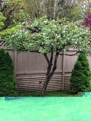 My apple tree still bloom while got sick badly. Is it a miracle or normal?