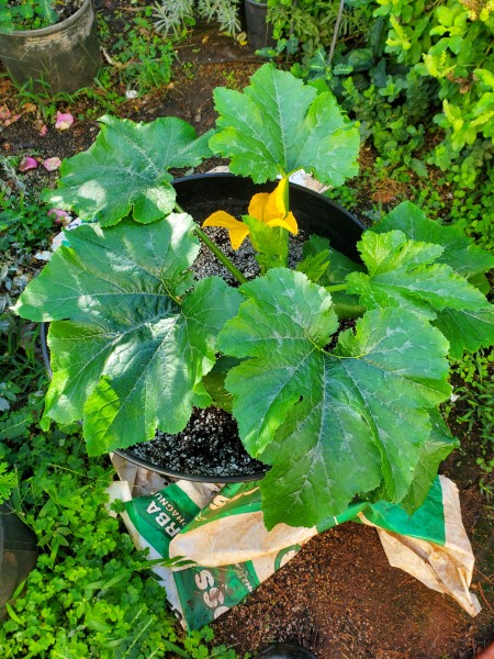 Partenon Zucchini starting to flower